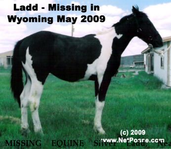 MISSING EQUINE Silver Ladd, Near Torrington, WY, 82240